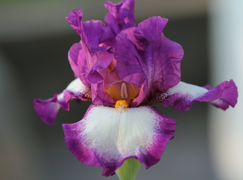 Iris - floraisons 2011 8984720399_3ecde44ff4