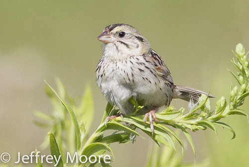 county jeff allen indiana moore sparrow prairie arrowhead ias henslows