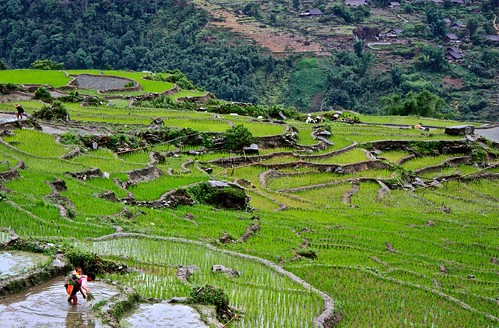 a mother with her child tends to a rice terrace