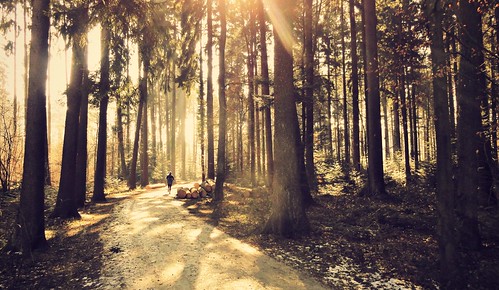 trees sun sunlight sunshine forest sunrise switzerland woods nike sunrays jogging justdoit