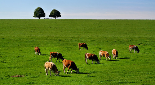 trees green nature bayern bavaria cows natur meadow wiese grün kati bäume kühe niederbayern nikon1v1