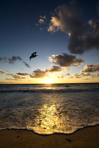 sea sunrise mexico pelican cancun