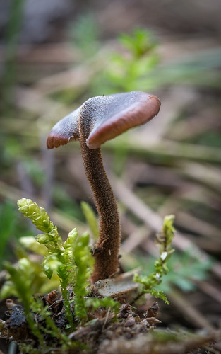 france macro photographie fungi vienne champignon poitoucharentes châtellerault mycota mycètes régnedesmycotaetdesfungi