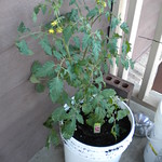 Cherokee Tomato Plant