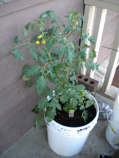 Cherokee Tomato Plant