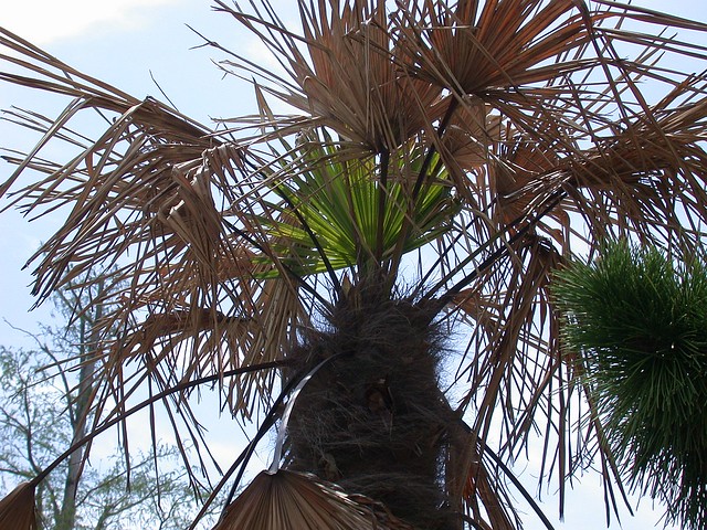 Windmill palm