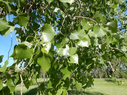 tree montana native missouririver riparian rooseveltcounty salicaceae wolfpoint plainscottonwood populusdeltoidesmonilifera