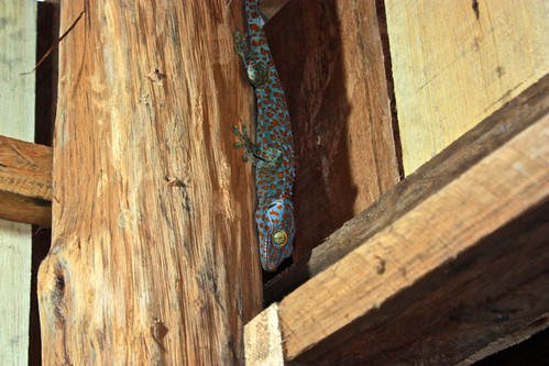 This lizard eats geckos. Found him in our bathroom