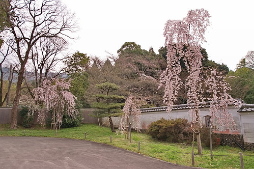【写真】2013 桜 : 醍醐寺/2021-10-20/IMGP9038