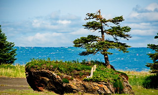 Tree growing from large boulder near Peterson Bay (170mm / 255mm; 1/640; f/5.6)