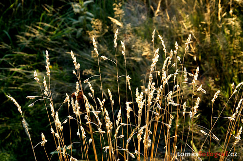 flowers light plant flower nature grass fauna backlight out outside stem nikon outdoor lumen magiclight naturemasterclass nikond7000 tomasfotografcz