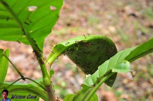 Ants make nest under the leaf