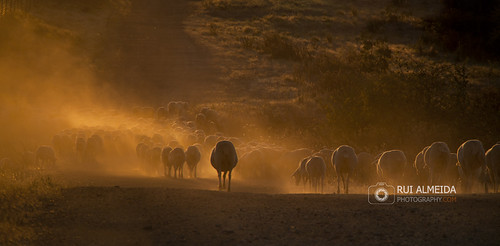 sunset wallpaper cute animal fog flock portfolio dust herd blacksheep rebanho flockofsheep ovelhas mértola ovelhanegra santanadecambas