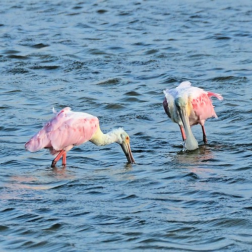 pink texas fulton rockport spoonbill roseatespoonbill ajaiaajaja nikond7000 nikkor18to200mmvrlens bayviewrvresort