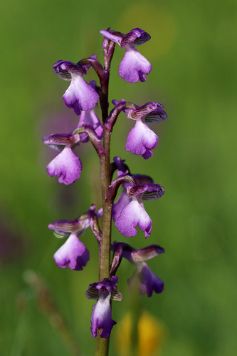 Green Winged Orchid, Orchis morio