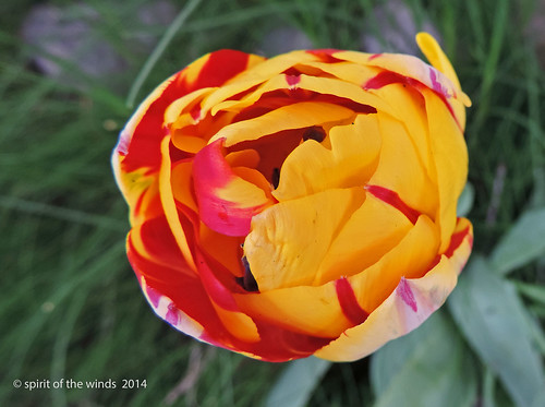 flowers nature tulips nikonflickraward