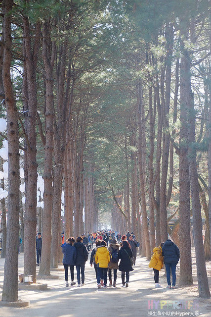 《韓國必訪景點-南怡島》地表上秋冬最美的水杉樹步道，也是韓劇拍攝景點喔~ @強生與小吠的Hyper人蔘~