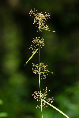 native monocots cyperaceae milletbeaksedge rhynchosporamiliacea