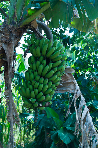 maraba kakamegacounty marabaprimaryschool kenya bananas ripening fruit