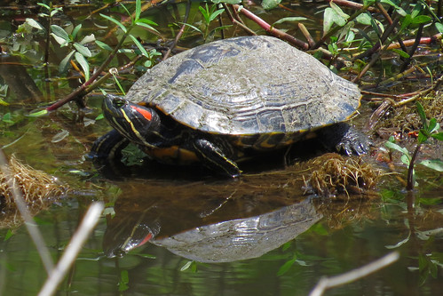 travel orange texas snapping turtle reststop center swamp wetlands marsh roadside information attraction blueelbowswamp