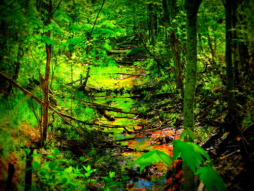 nature creek arbre sentier forêt bois environnement ruisseau drummondville centreduquébec lamarconi