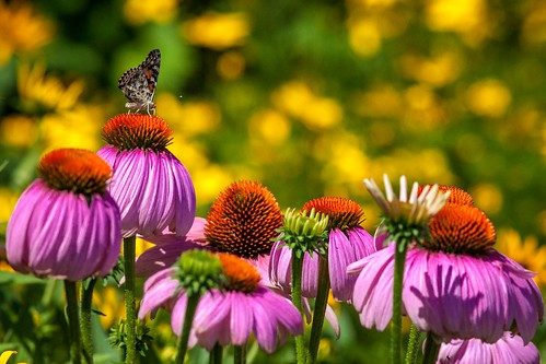 butterfly newjersey coneflower lyndhurst paintedlady dekorte canonef300mmf4lisusm