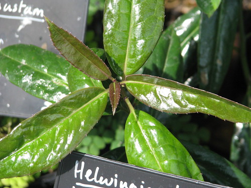 Helwingia himalayensis