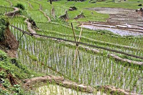 bamboo irrigation system
