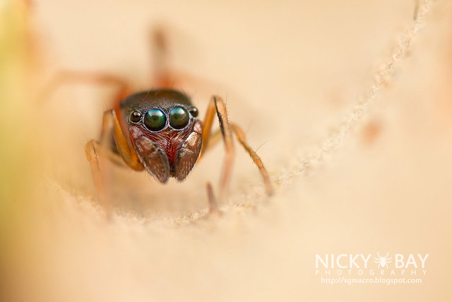 Ant-Mimic Jumping Spider (Myrmarachne sp.) - DSC_1843