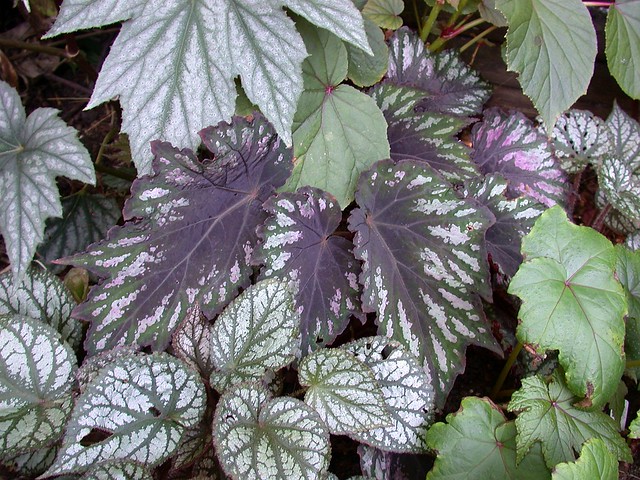 Begonia 'Helen Teupel'