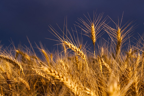 food sun storm canon eos 50mm warm wheat harvest canonef50mmf18 f11 ripe t1i graingolden