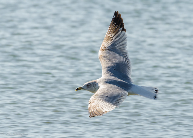 SC Ring-billed Gull in flight 2