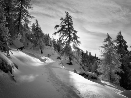 trees winter mountain snow alps monochrome montagne alpes landscape schweiz switzerland blackwhite nikon suisse nikkor paysage wallis valais noirblanc d800 isanybodyoutthere 2470nikkor