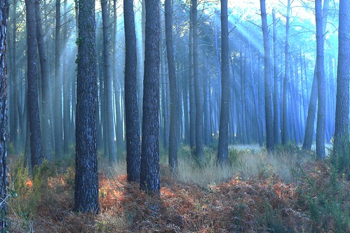 wood france fog forest canon french pins bleu foret brouillard artistique seignosse landes aquitaine experince brumes