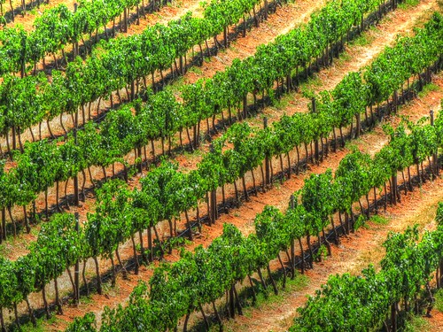 africa landscape southafrica vineyard vines wine winery winelands capewinelands