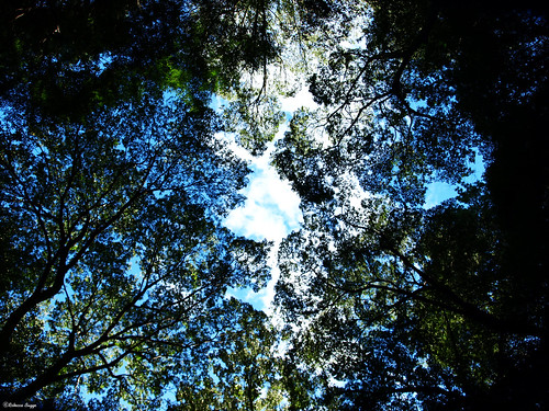 sky tree japan tokyo shrine shibuya himmel ciel cielo árbol 日本 nippon 東京 yoyogi 木 shinto albero 神社 arbre 空 japon baum giappone nihon meiji träd tokio schrein meijishrine japón sanctuaire 明治神宮 神道 渋谷区 代々木 shoken jingū meijitennō 明治天皇 昭憲皇太后 helgedom shōken 昭憲皇后 shōkenkōgō shōkenkōtaigō