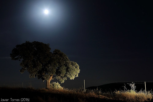 moon tree night stars landscape geotagged arbol 50mm noche paisaje luna estrellas ciudadreal lamancha landscapesfromlamancha gassetreservoir