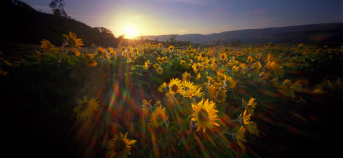 sunset color film oregon analog landscape holga lofi pinhole flare pacificnorthwest wildflowers columbiarivergorge plasticcameras balsamroot rowenacrest 6x12 holga120wpc
