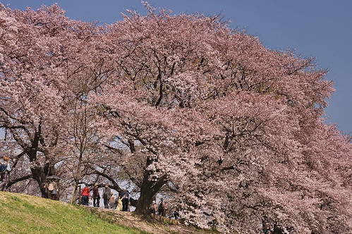 【写真】2013 桜 : 背割堤/2020-03-23/IMGP9707
