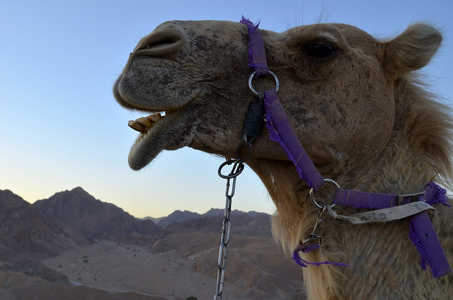 Cabeza de camello