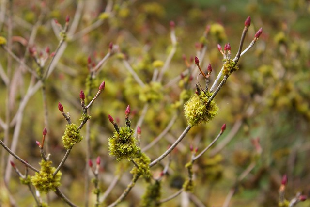Red Buds and Mossy Ys