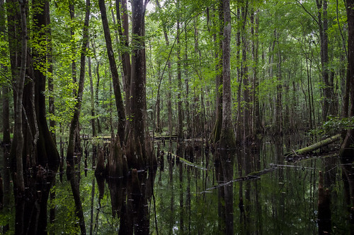 cawcaw swamp cypress sc unitedstates southcarolina rjvtog robvaughnphoto