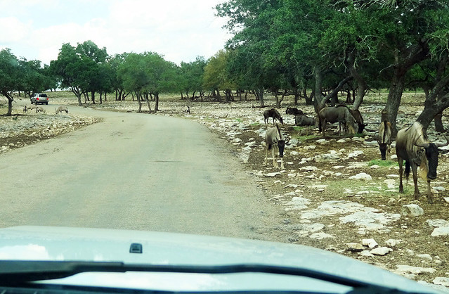 wildlife-ranch-road