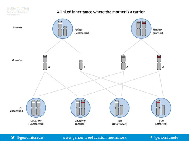 X-linked inheritance when mother is carrier