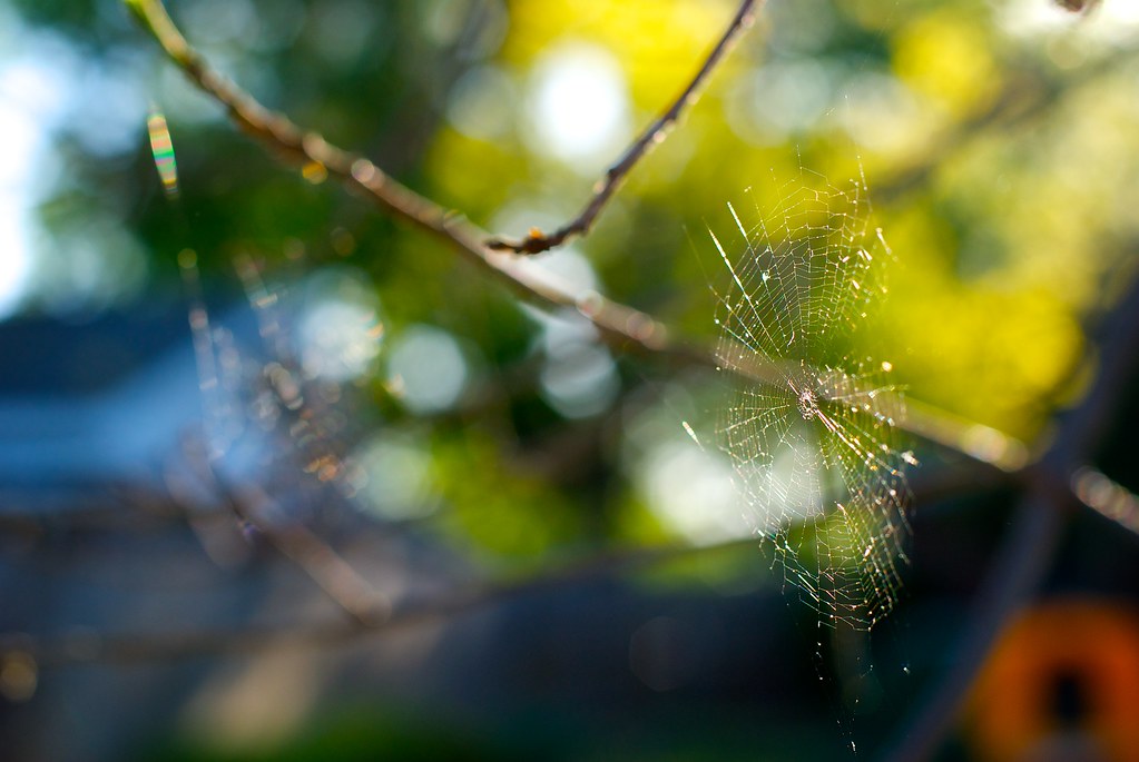 Sunset Web