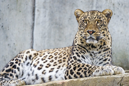 Lying male Persian leopard