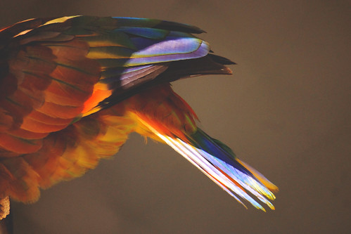 bird feathers parrot houstonzoo tailfeathers birdphotography stvincentamazonparrot