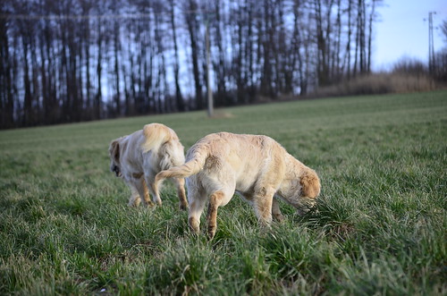 dogs golden walk january retriever met cyro