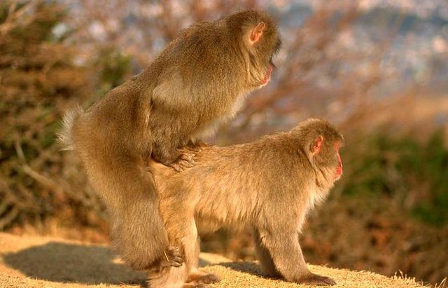1japanese-macaques.jpg