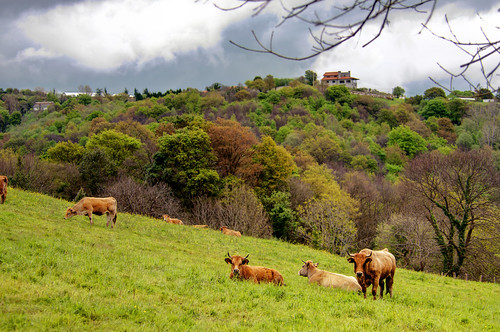 asturias bosque nubes nublado oviedo toro vacas latores